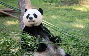 Превью обои панда, животное, бамбук, стебель