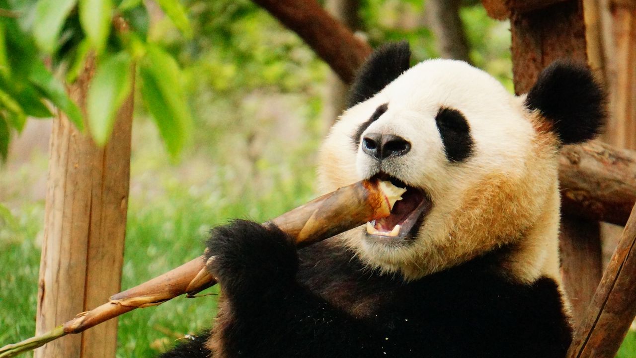 Обои панда, животное, бамбук, забавный, прикольный