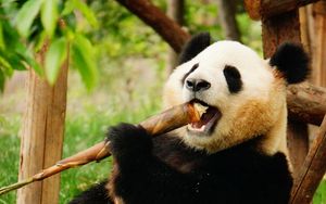 Превью обои панда, животное, бамбук, забавный, прикольный