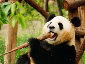 Превью обои панда, животное, бамбук, забавный, прикольный