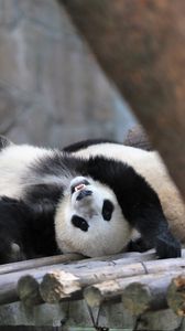 Превью обои панда, животное, бревна, забавный