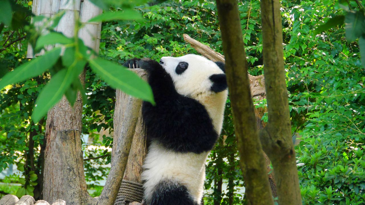 Обои панда, животное, деревья, листья