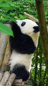 Превью обои панда, животное, деревья, листья