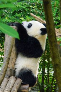 Превью обои панда, животное, деревья, листья