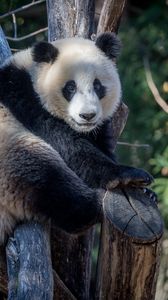 Превью обои панда, животное, деревья, ветки
