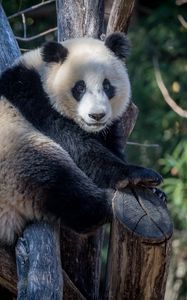 Превью обои панда, животное, деревья, ветки