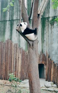 Превью обои панда, животное, дерево