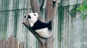 Превью обои панда, животное, дерево