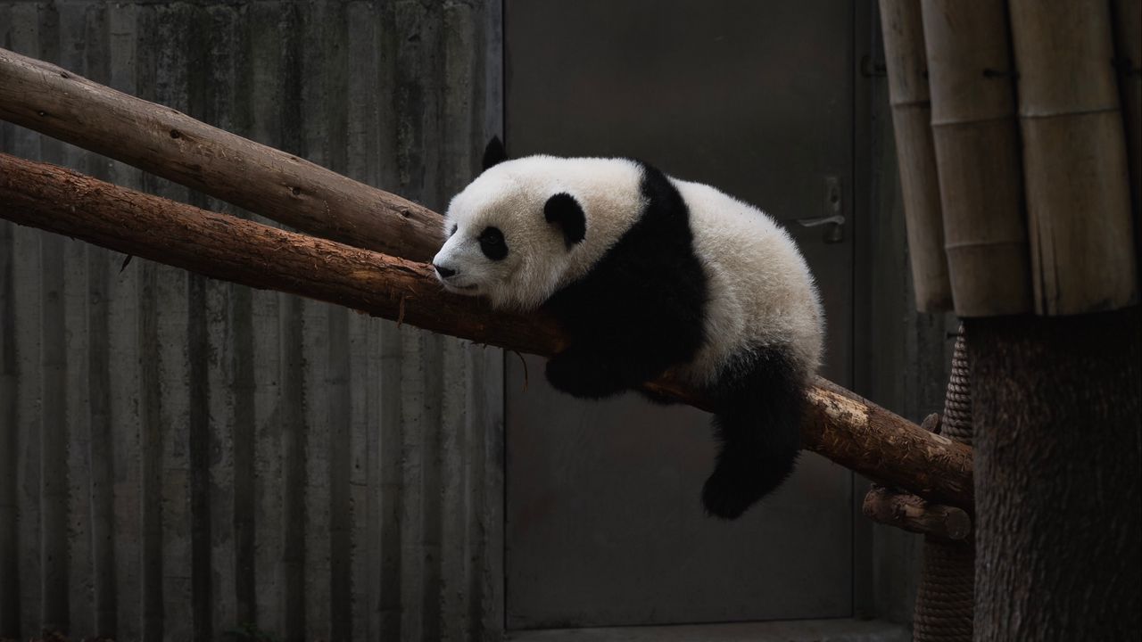 Обои панда, животное, дерево, бамбук