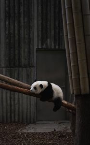 Превью обои панда, животное, дерево, бамбук