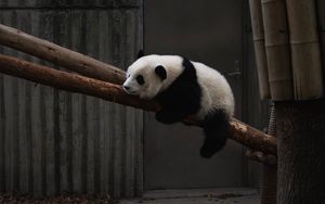 Превью обои панда, животное, дерево, бамбук