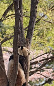 Превью обои панда, животное, дерево, дикая природа