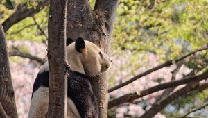 Превью обои панда, животное, дерево, дикая природа