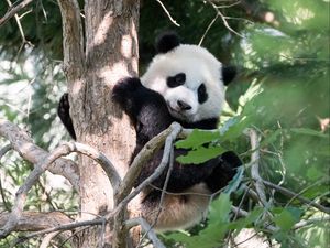 Превью обои панда, животное, дерево, милый, прикольный