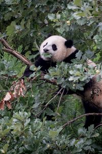 Превью обои панда, животное, дерево, ветки