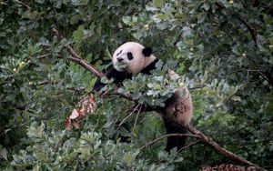 Превью обои панда, животное, дерево, ветки