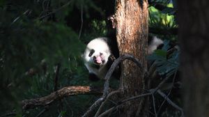 Превью обои панда, животное, дерево, листья, высунутый язык, забавный