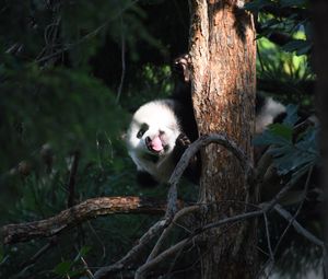 Превью обои панда, животное, дерево, листья, высунутый язык, забавный