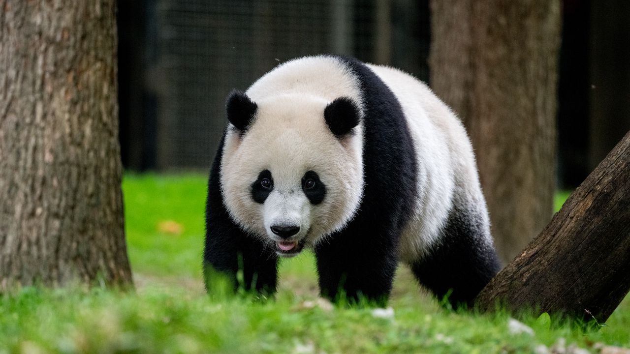 Обои панда, животное, дикая природа, трава