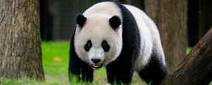 Превью обои панда, животное, дикая природа, трава
