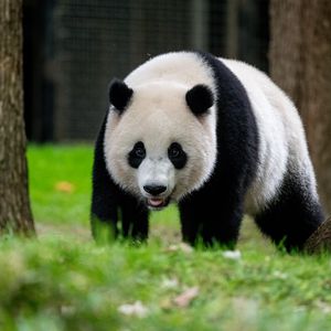 Превью обои панда, животное, дикая природа, трава