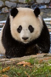 Превью обои панда, животное, дикая природа