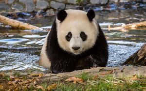 Превью обои панда, животное, дикая природа
