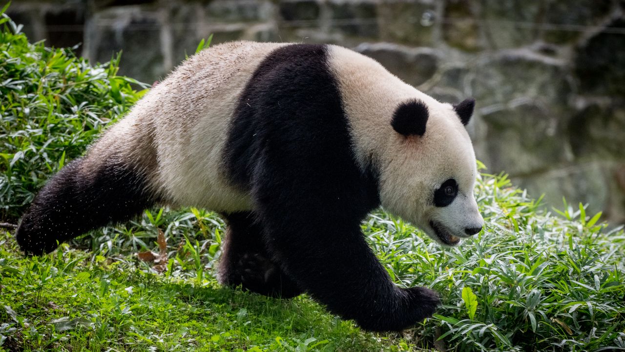 Обои панда, животное, движение, забавный, листья