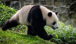 Превью обои панда, животное, движение, забавный, листья