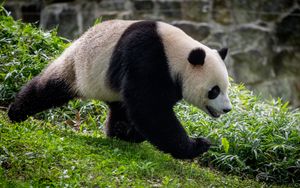 Превью обои панда, животное, движение, забавный, листья