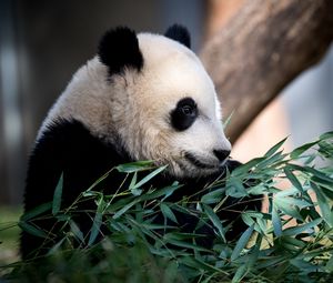 Превью обои панда, животное, листья