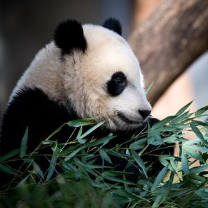 Превью обои панда, животное, листья
