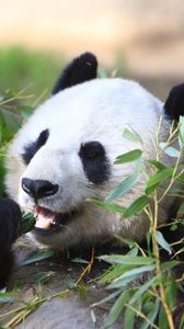 Превью обои панда, животное, листья, ветки