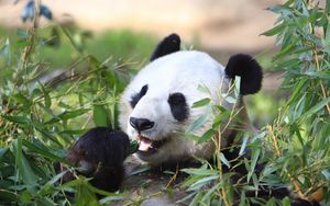 Превью обои панда, животное, листья, ветки