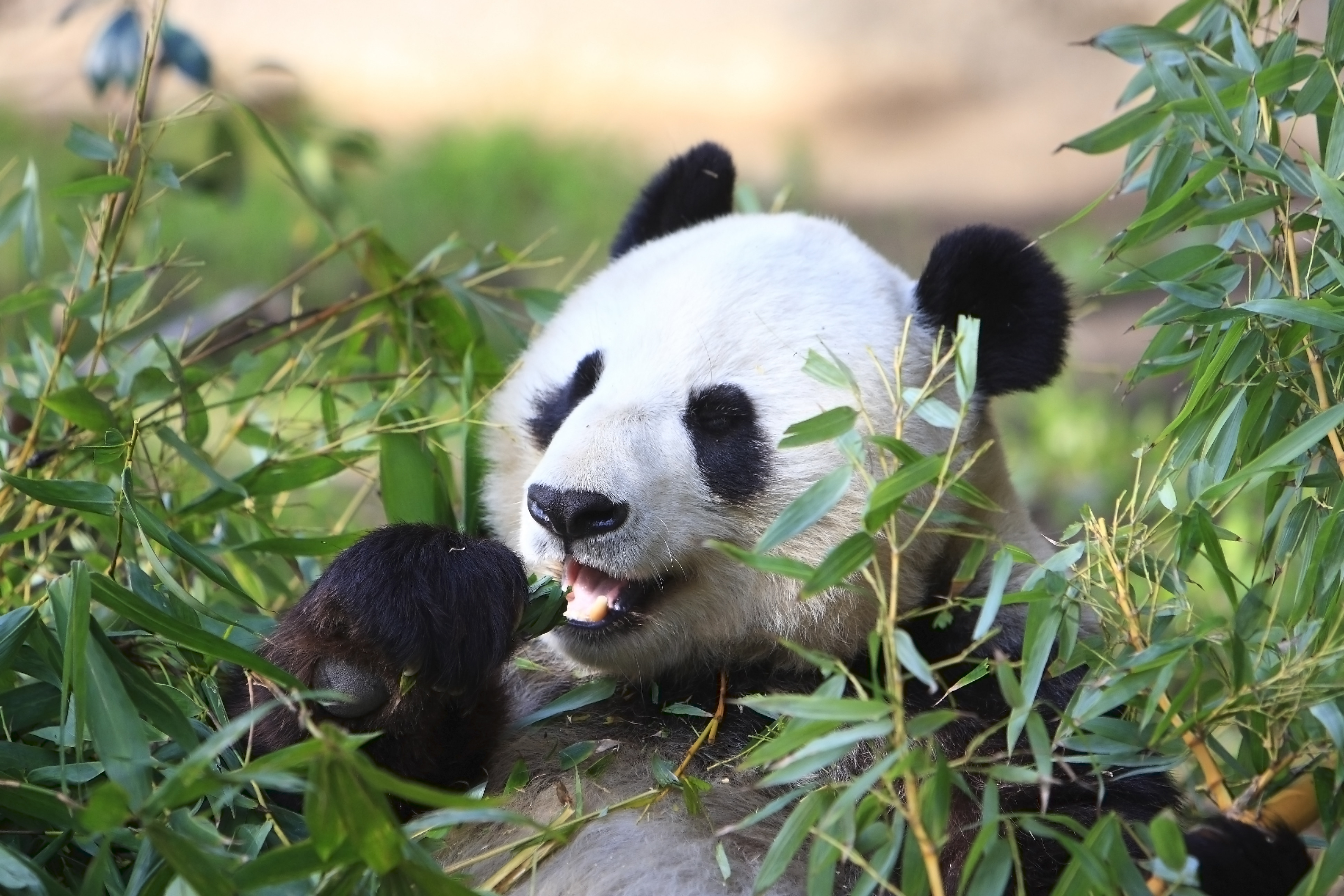 За поведением панды во время кормления. Большая Панда или бамбуковый медведь. Гигантская Панда. Циньлинская Панда. Панда в природе.