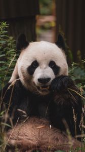 Превью обои панда, животное, морда, бамбук