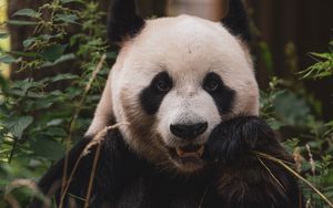 Превью обои панда, животное, морда, бамбук