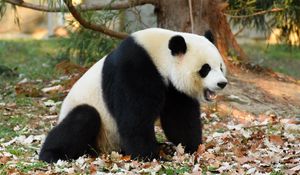 Превью обои панда, животное, опавшая листва, осень