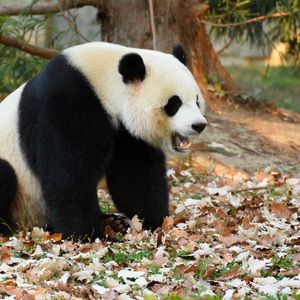 Превью обои панда, животное, опавшая листва, осень