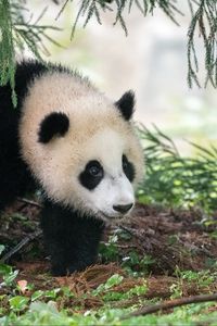 Превью обои панда, животное, пушистый, листья, растения