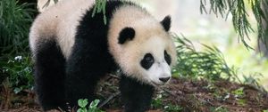 Превью обои панда, животное, пушистый, листья, растения