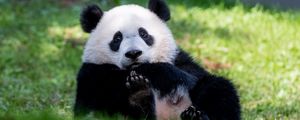 Превью обои панда, животное, пушистый, милый, трава