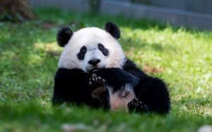 Превью обои панда, животное, пушистый, милый, трава