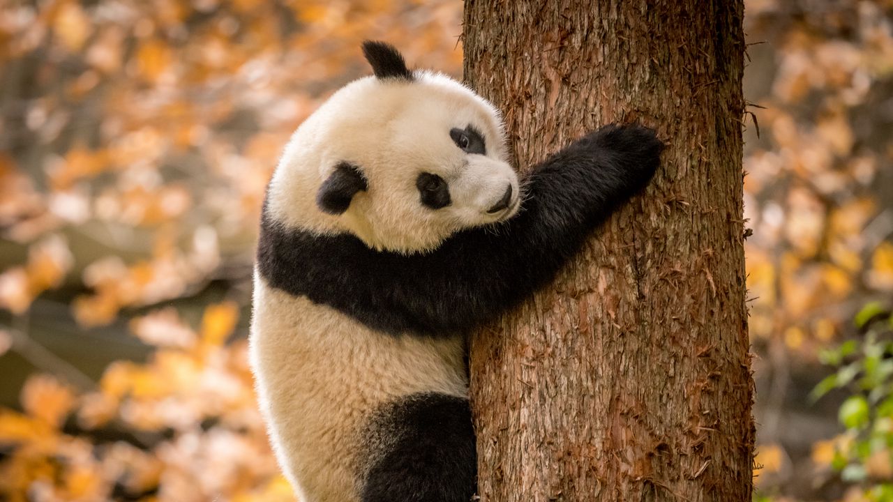 Обои панда, животное, пушистый, дерево