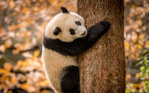 Превью обои панда, животное, пушистый, дерево