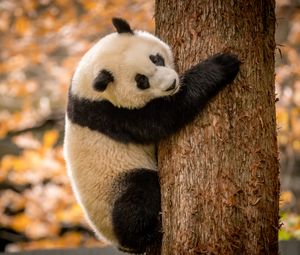 Превью обои панда, животное, пушистый, дерево