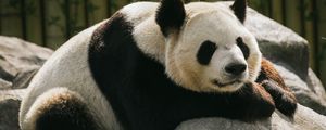 Превью обои панда, животное, сон