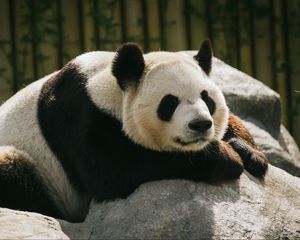 Превью обои панда, животное, сон