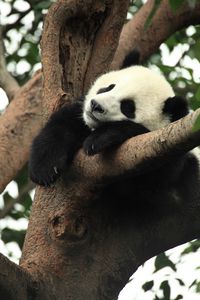 Превью обои панда, животное, сон, ветка, дерево