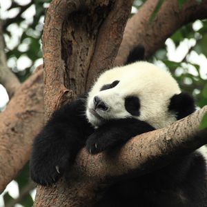 Превью обои панда, животное, сон, ветка, дерево